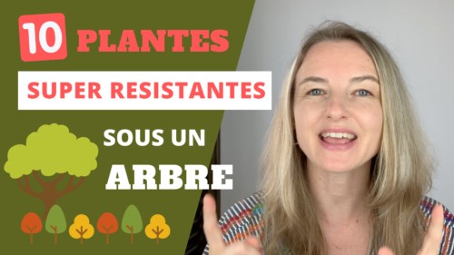 Que planter sous un arbre plante résistante sous un arbre
