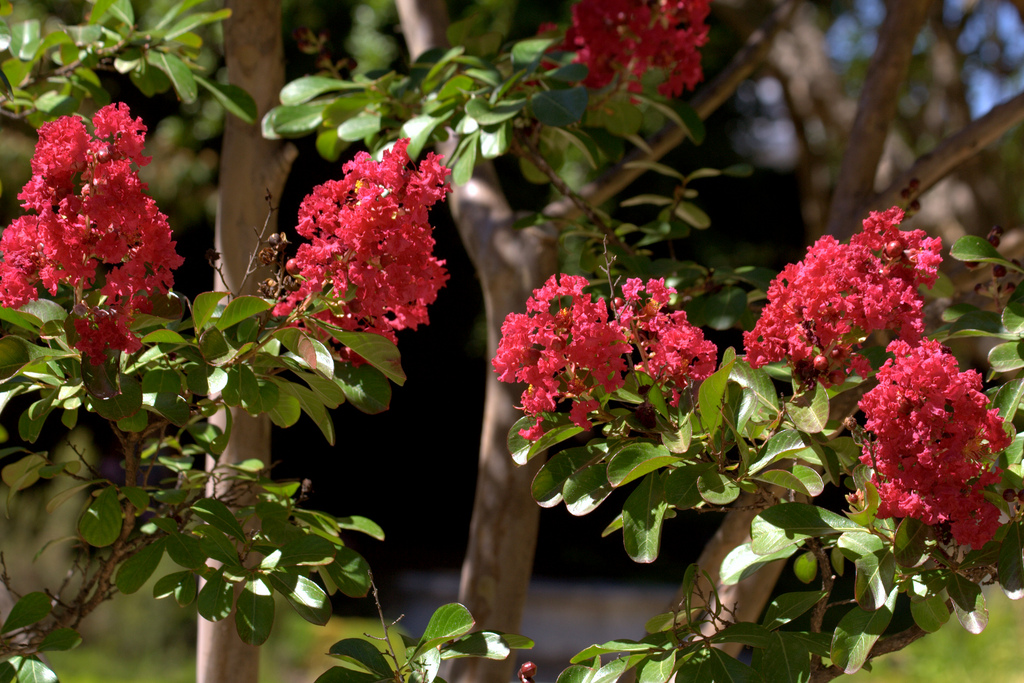 5 superbes PETITS ARBRES pour petit jardin ! 🌳 — free download