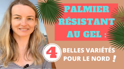Conseils de paysagiste sur les palmiers résistants au gel