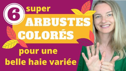 Espèces d'arbustes colorés pour une belle haie variée