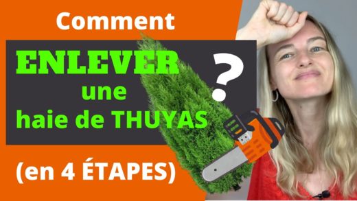 comment faire pour enlever une haie de thuyas en 4 étapes