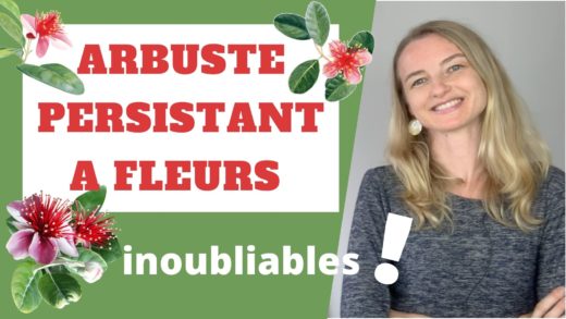 plante persistante à fleurs pour haie