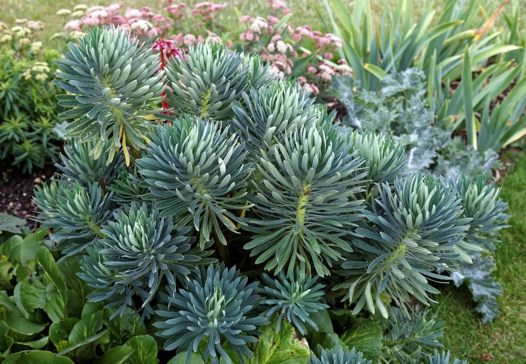 plante persistante à faible développement pour massif