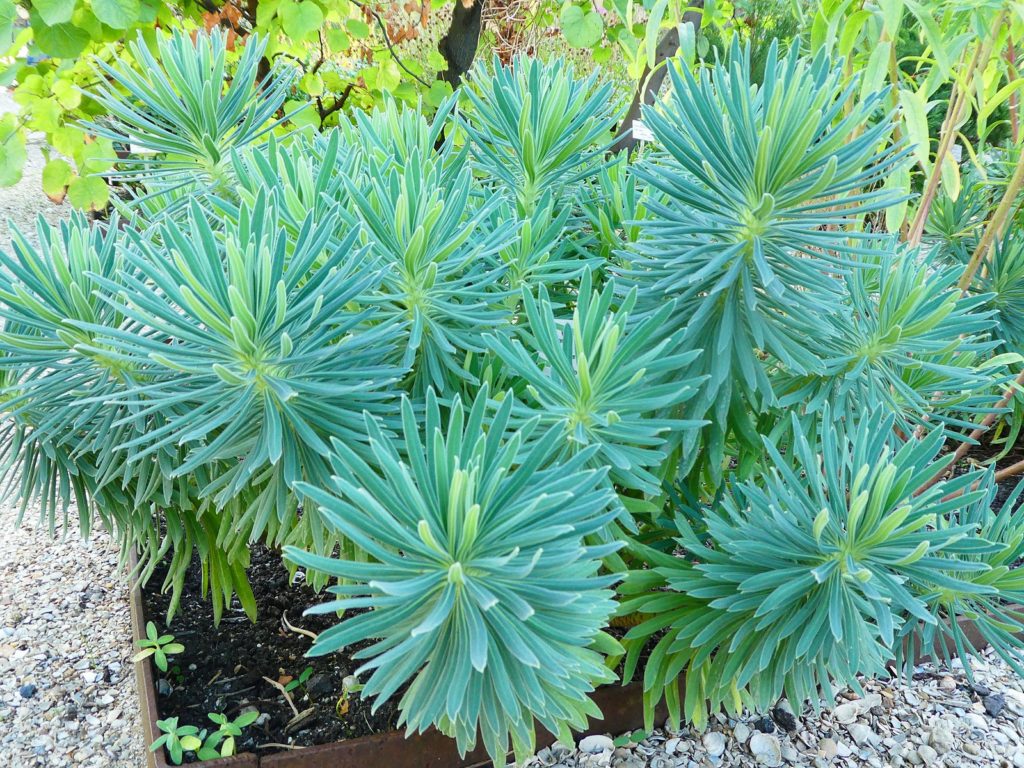 plante persistante feuillage bleu