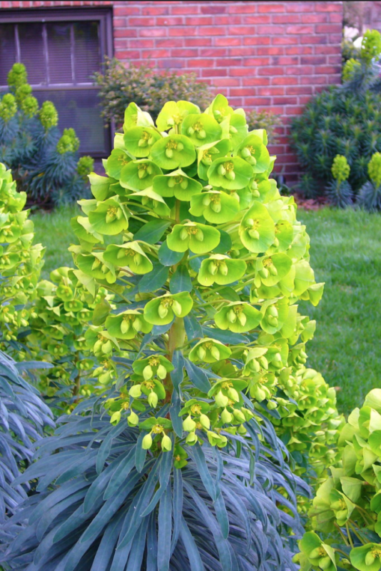 plante persistante à croissance rapide