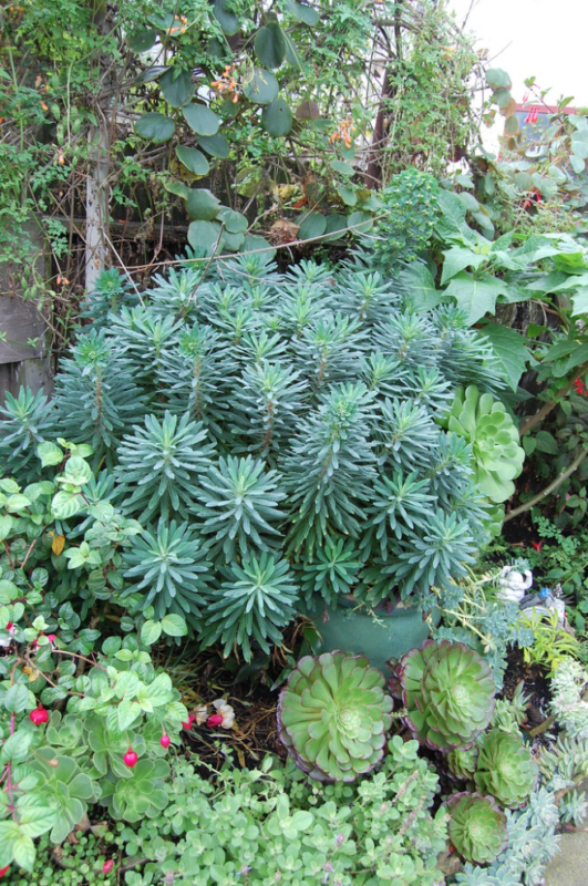 joli plante persistante pour massif