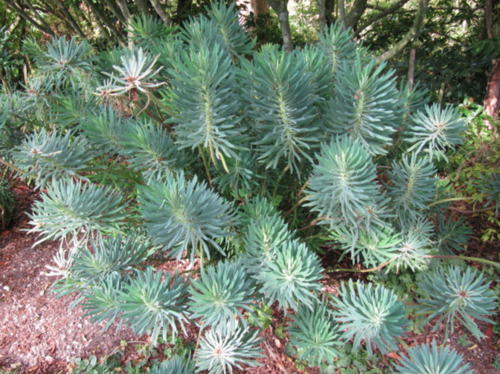 plante persistante de massif terre sèche