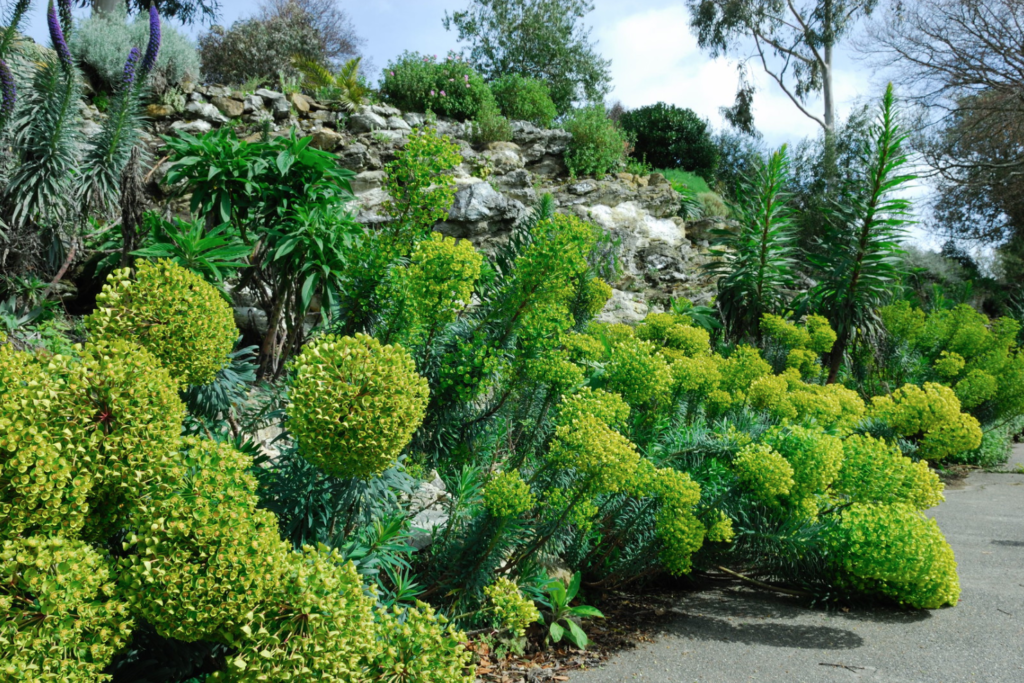 plante persistante pour le plein soleil