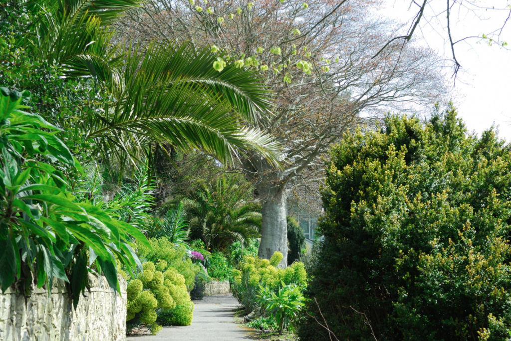 plante persistante fleurie le long d'une allée