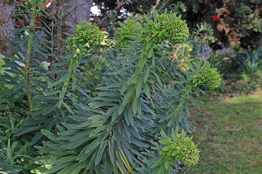plante persistante originale et graphique