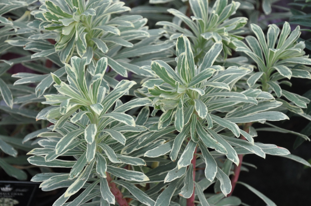 plante persistante feuillage lumineux pour massif