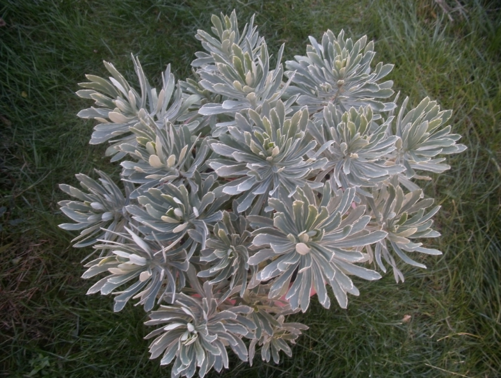plante persistante au feuillage clair