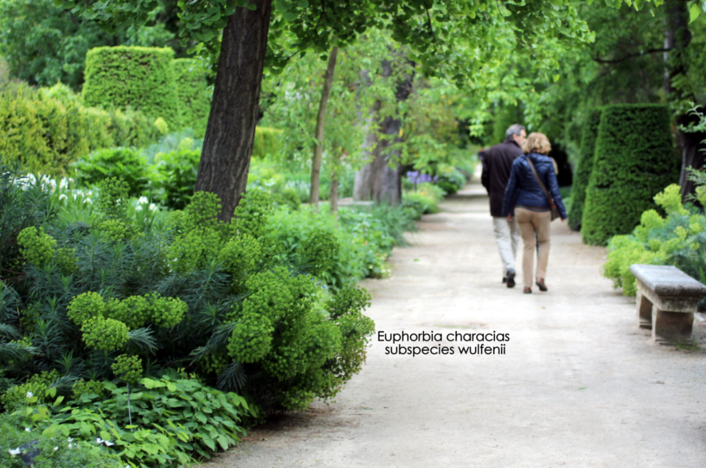 plantes persistante au bord d'une allée dans un parc