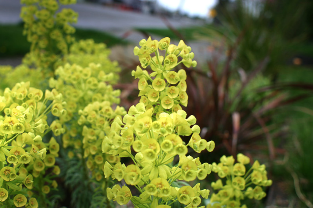 plante persistante fleurs jaunes
