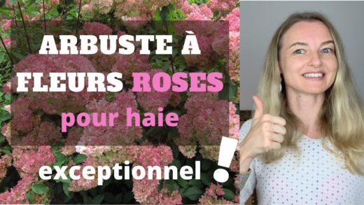 arbuste à fleurs roses pour haie