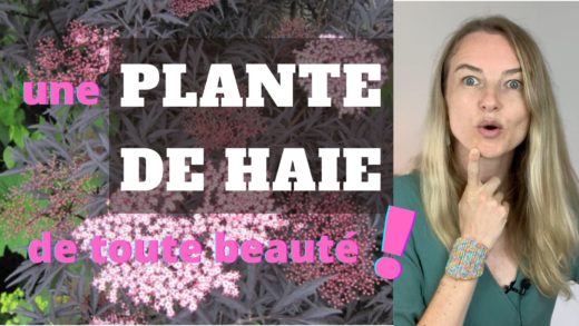 Une plante de haie de toute beauté pour le jardin