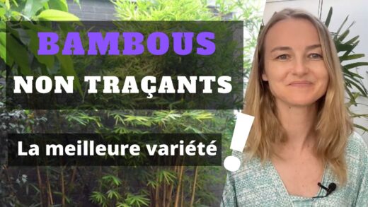 les variétés de bambous non traçants