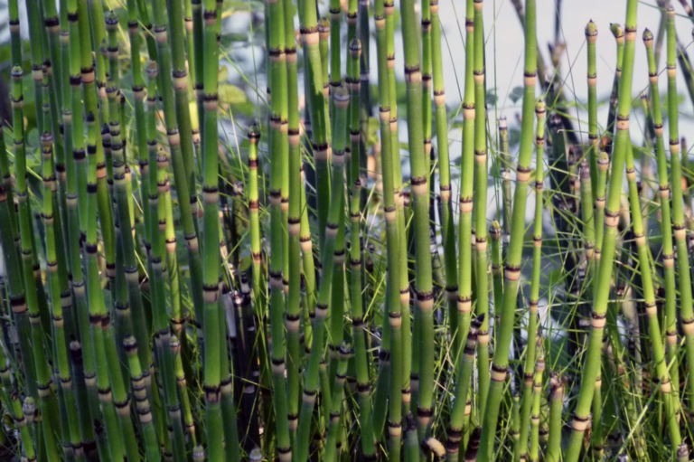 7 PLANTES pour JARDIN JAPONAIS qui changent vraiment — free download