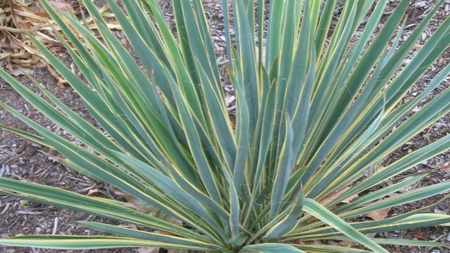 3 beaux YUCCAS exterieurs résistants au froid — free download