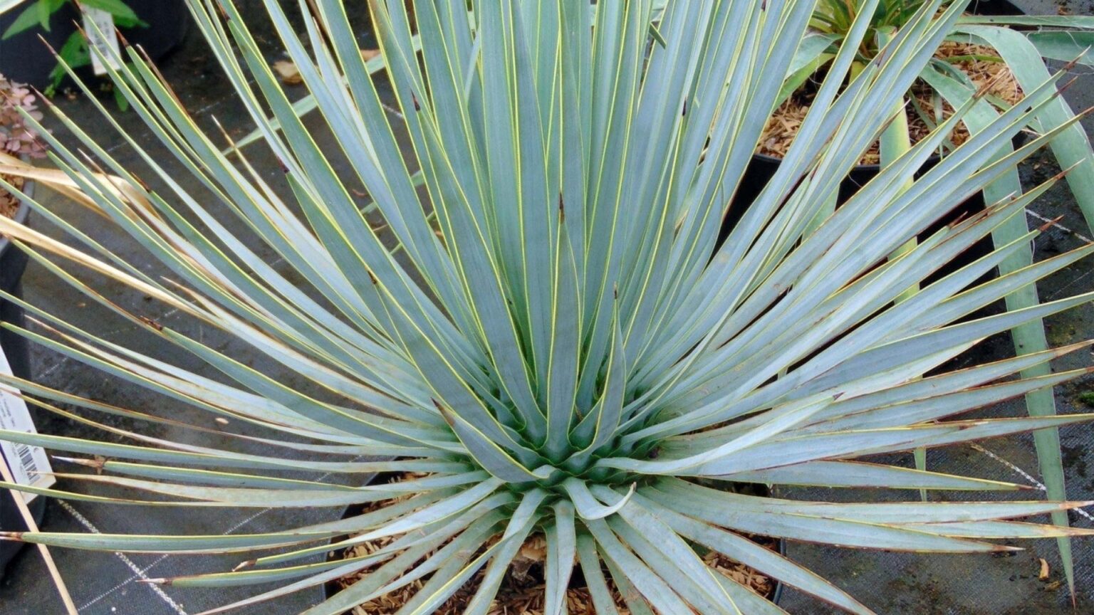 3 beaux YUCCAS exterieurs résistants au froid — free download