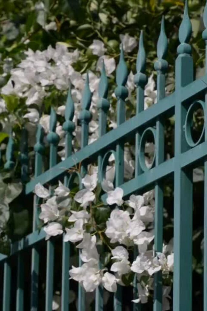 brise-vue : plantes grimpantes