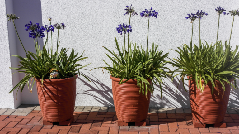 Bulbes De Lys Rustiques - Lot De 8 - Variétés Résistantes Au Froid Et Au Gel - Faciles à Cultiver En Jardin Ou Balcon