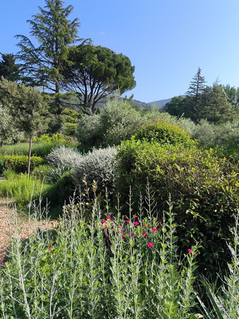 Un jardin sec plein de buissons et de plantes sous un ciel bleu