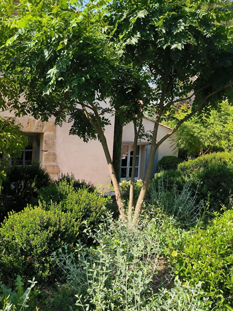 Arbre et arbustes devant une maison ensoleillée