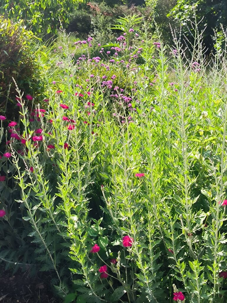 Massif fleuri de plantes vivaces résistantes à la sécheresse
