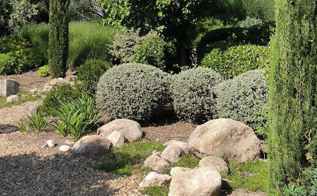 Jardin sec avec arbustes taillés et rochers