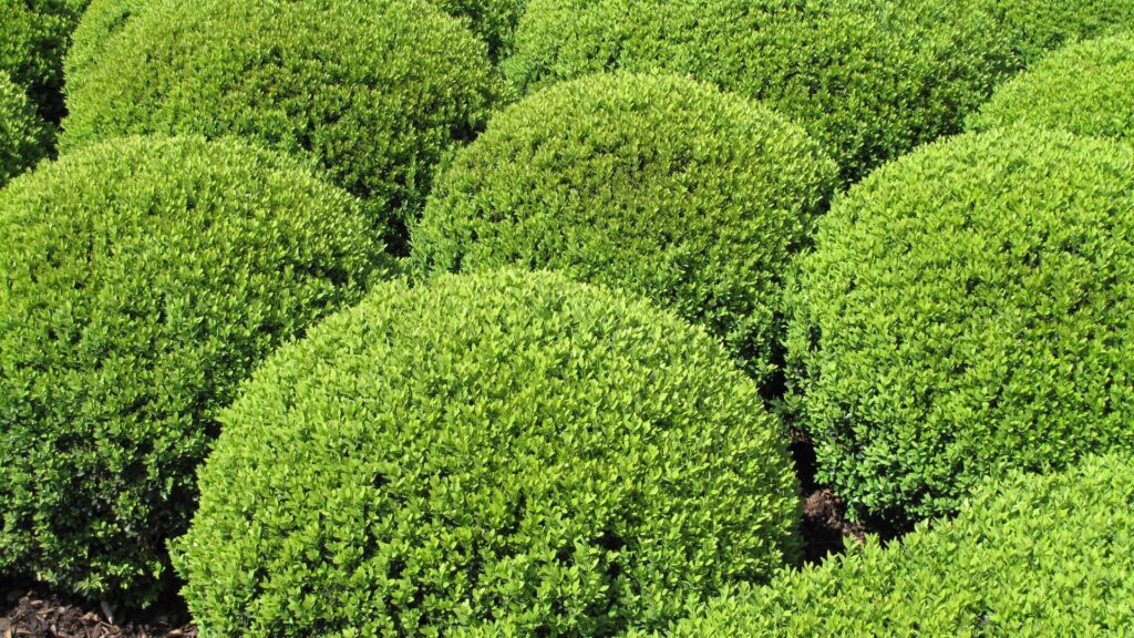 Des haies taillées en boules vertes dans le jardin
