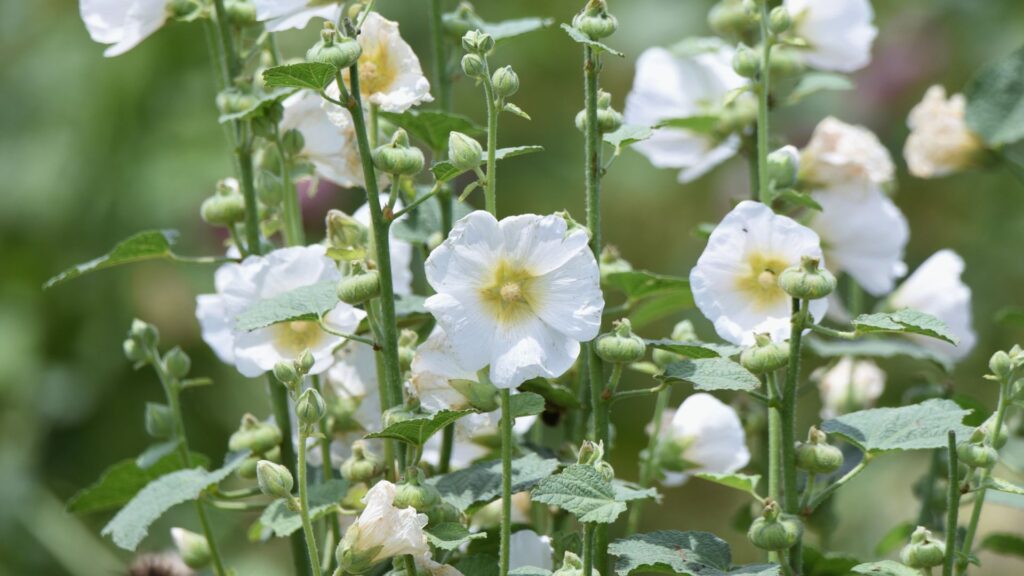 Des roses trémières blanches sous le soleil