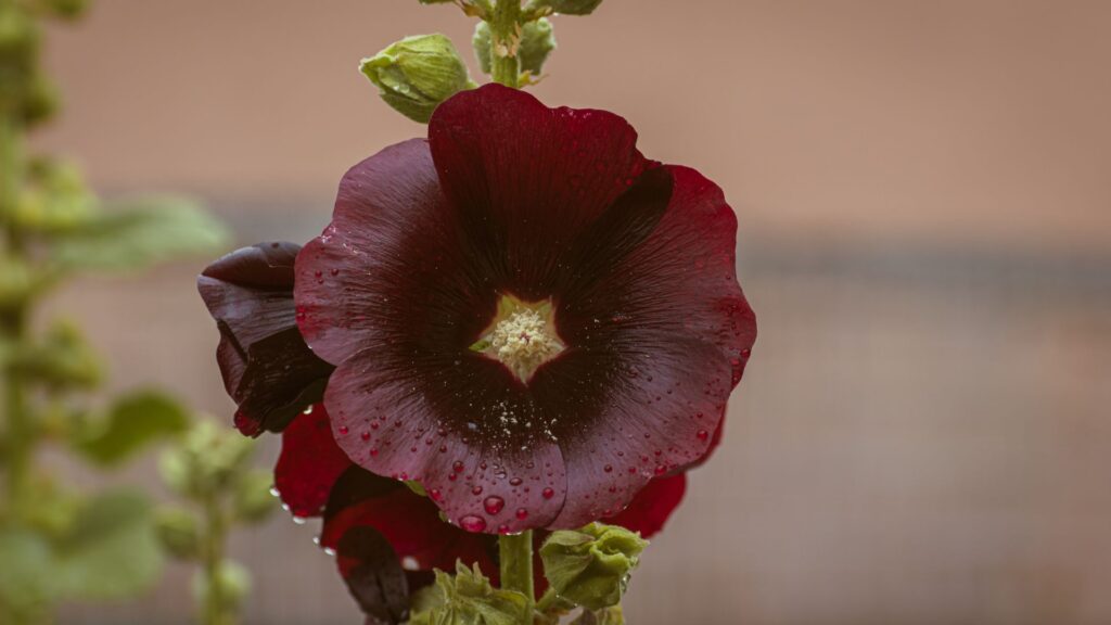 Une rose trémière d’un rouge velouté en gros plan