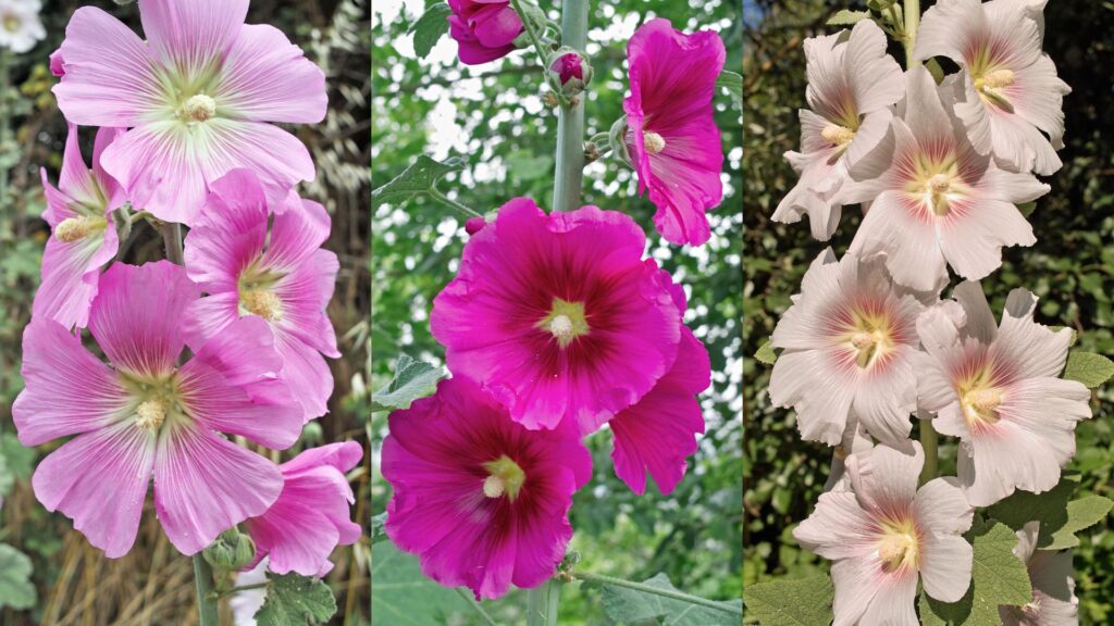 Trois variétés de roses trémières dans un jardin