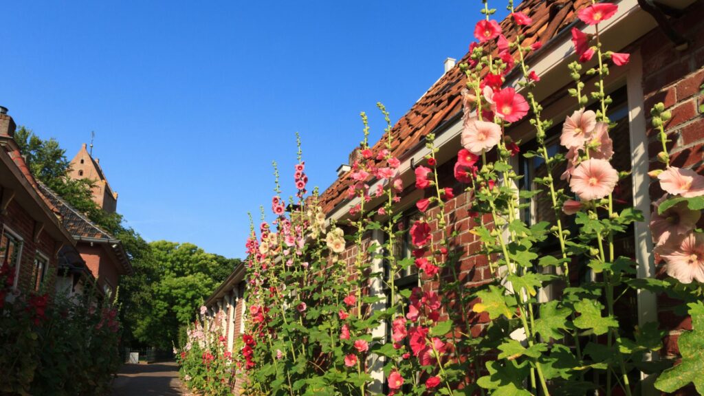Des roses trémières près des façades en briques rouges