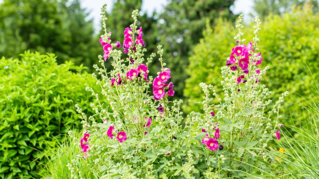 belle vivace de rose dans le jardin