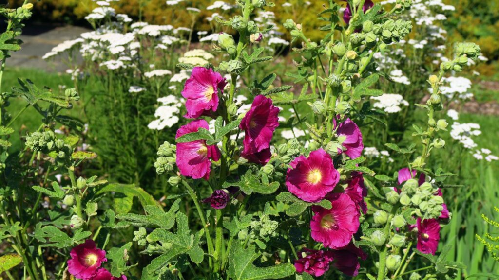 Variétés de roses trémières dans le jardin