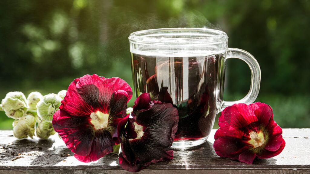 infusion préparée à partir de la rose trémière