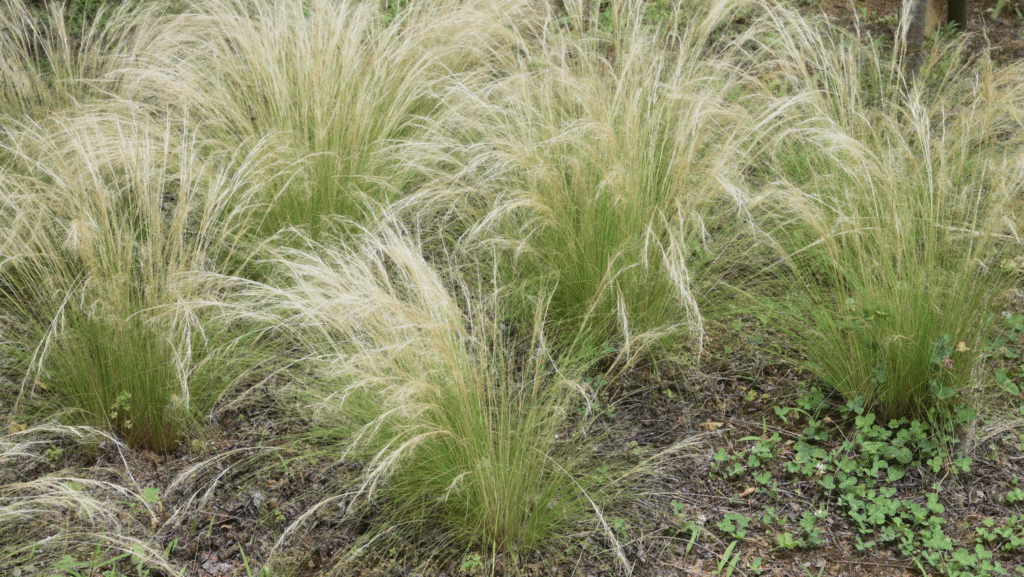 herbes hautes et plumeuses