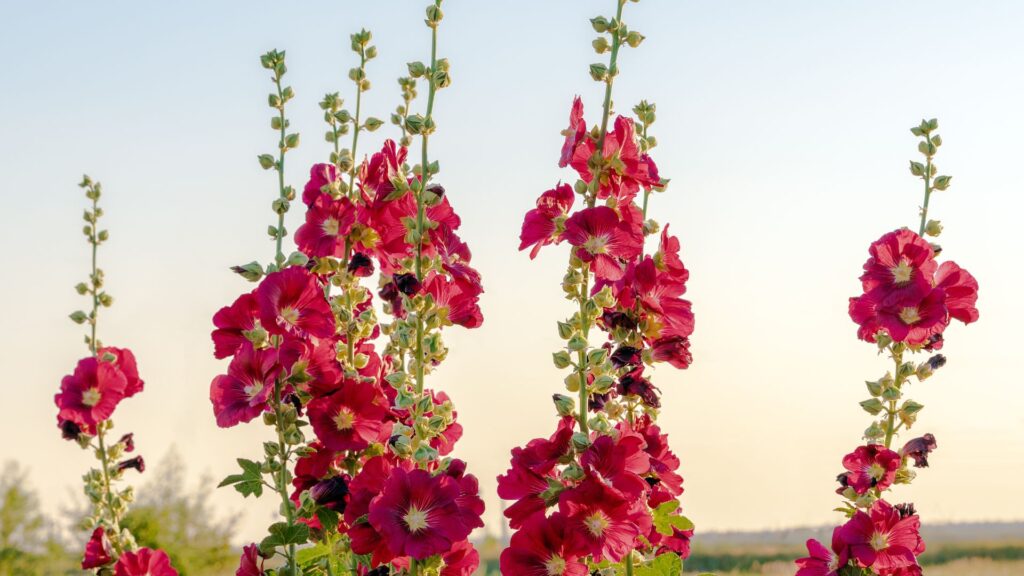 De jolies roses trémières en plein soleil dans le jardin