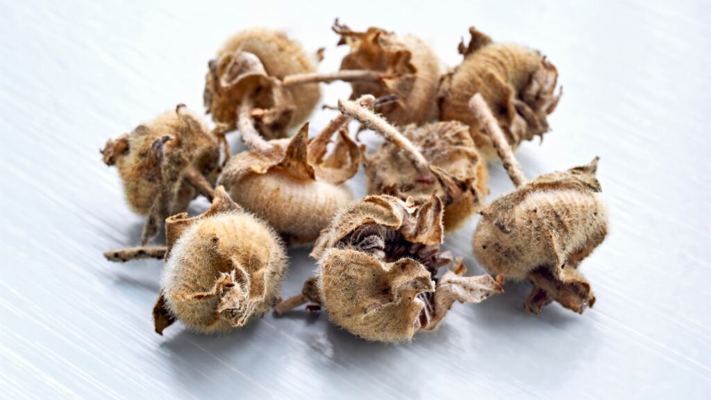 Graines de rose trémière