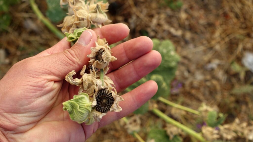 Recolte de graine de rose trémière