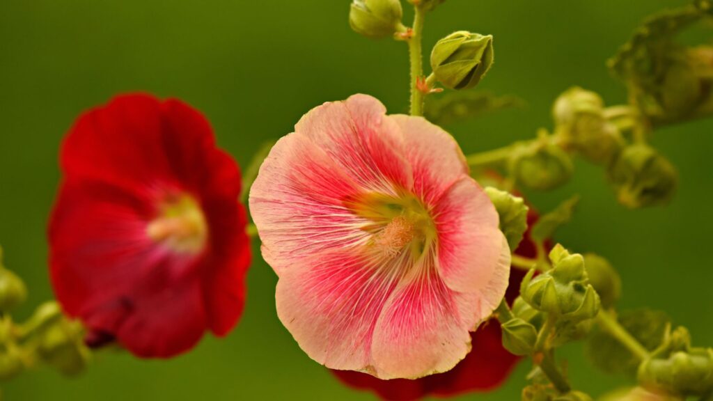 roses trémières rouge et rose dans le jardin