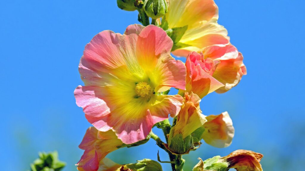 Des roses trémières colorés en plein soleil