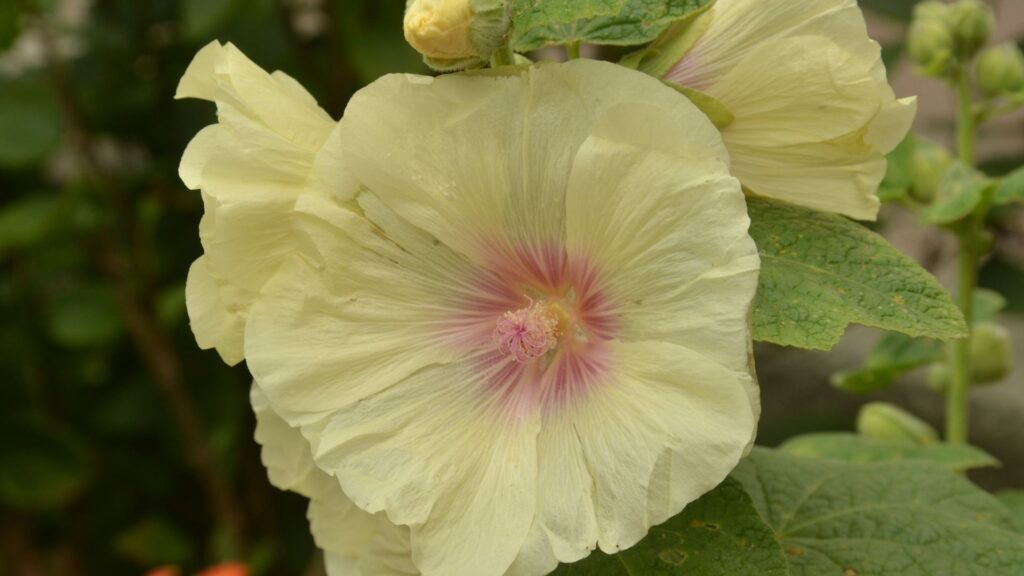 roses trémières blanches
