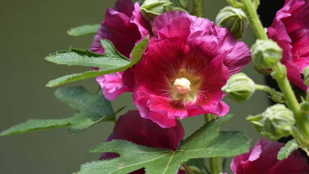 roses trémières fushia