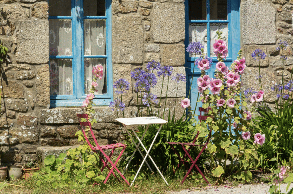 roses trémières qui embellient le jardin