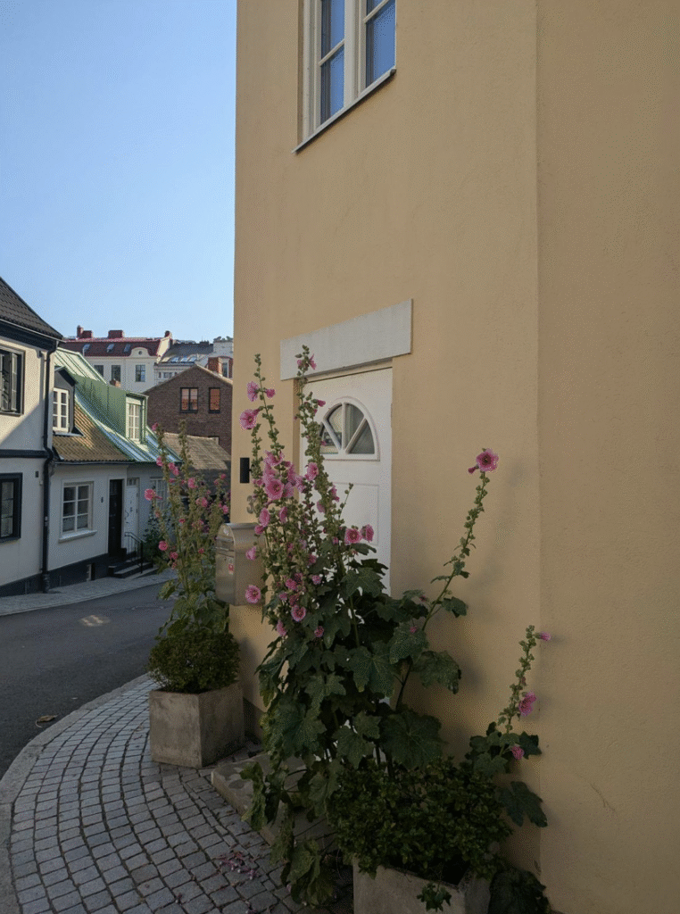 Des roses trémières devant l'entrée d'une maison