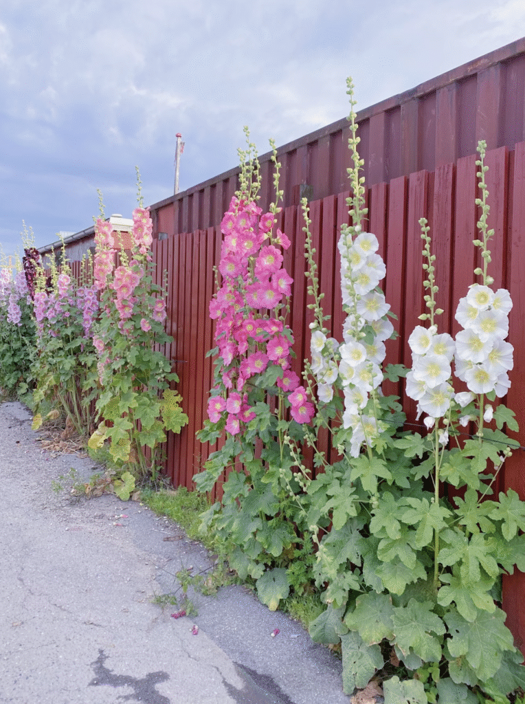 Variétés de roses trémières dans le jardin