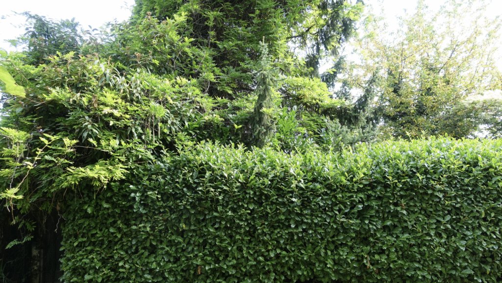 Haie dense et feuillage varié dans le jardin